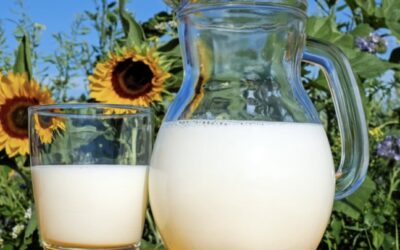 Pourquoi sommes-nous intolérants ou allergiques au lait de vache ?